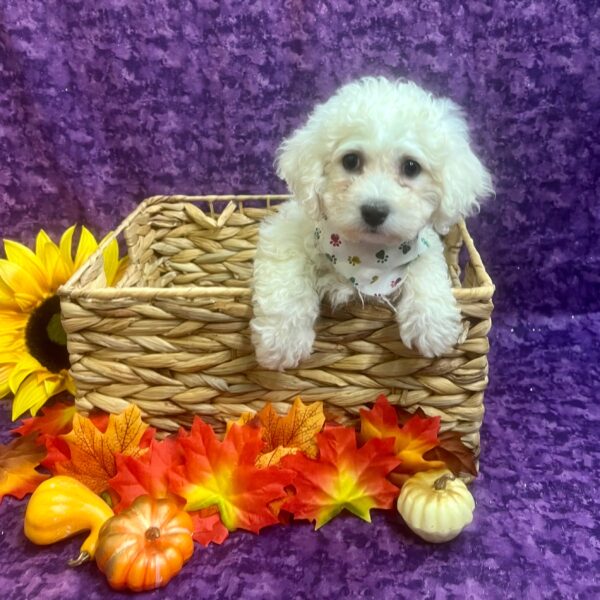 Bichon Frise DOG Male White 6226 Petland Fort Walton Beach, FL