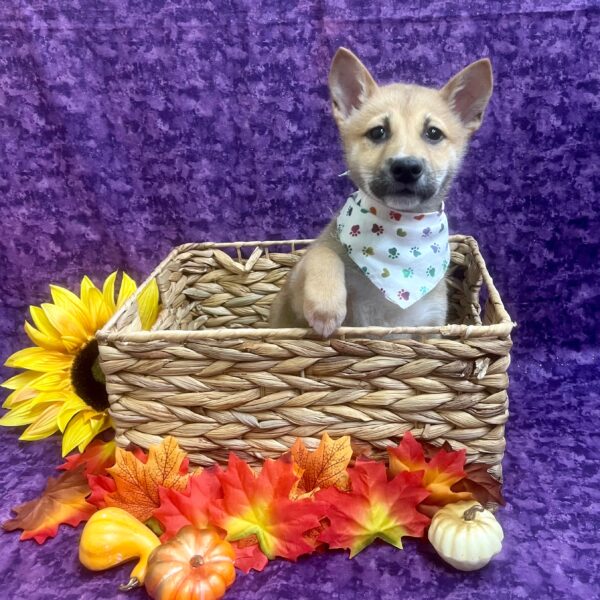 Shiba Inu-DOG-Male-Red Sesame-6202-Petland Fort Walton Beach, FL