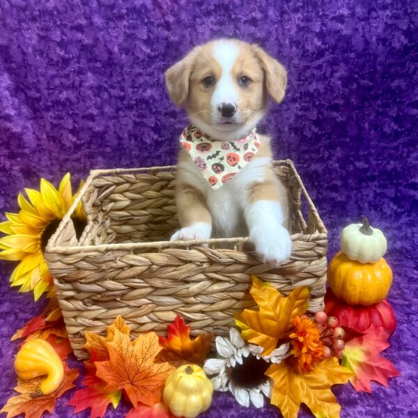 Pembroke Welsh Corgi-DOG-Male-Red Merle-6317-Petland Fort Walton Beach, FL