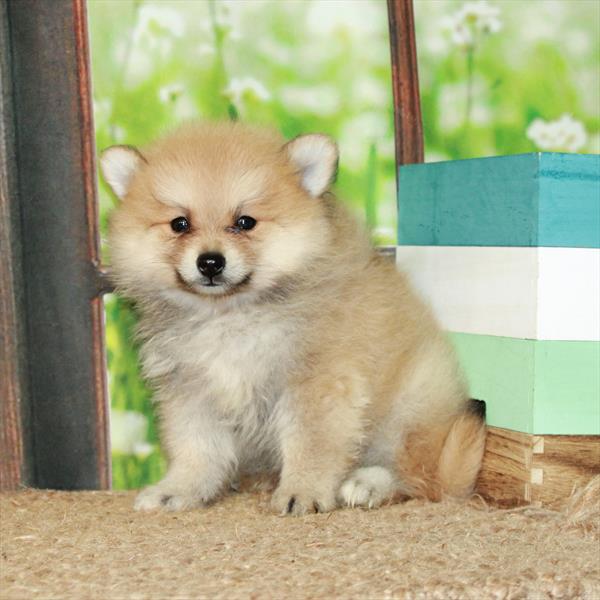 Pomeranian-DOG-Male-Red-6335-Petland Fort Walton Beach, FL