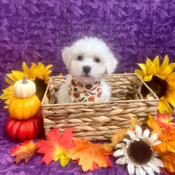 Bichon Frise DOG Female White 6362 Petland Fort Walton Beach, FL