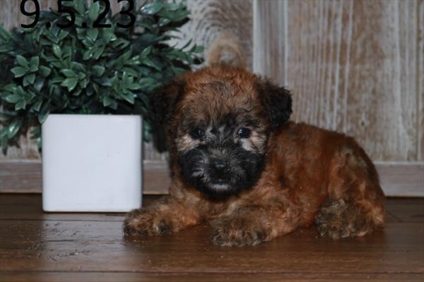 Soft Coated Wheaten Terrier-DOG-Male-Wheaten-6384-Petland Fort Walton Beach, FL