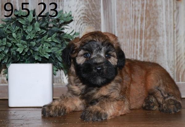 Soft Coated Wheaten Terrier-DOG-Female-Wheaten-6385-Petland Fort Walton Beach, FL