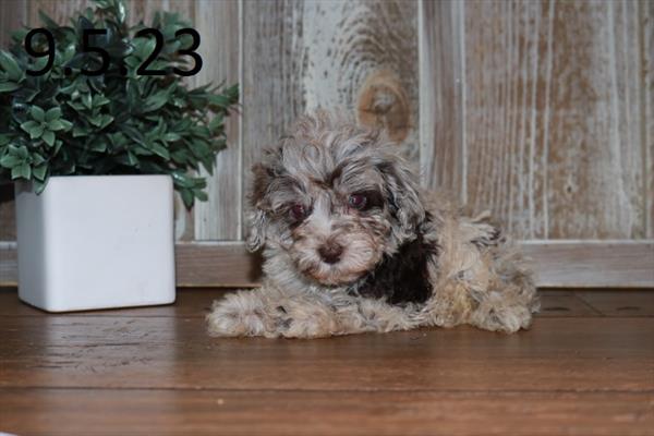 Schnoodle-DOG-Male-Chocolate Merle-6387-Petland Fort Walton Beach, FL