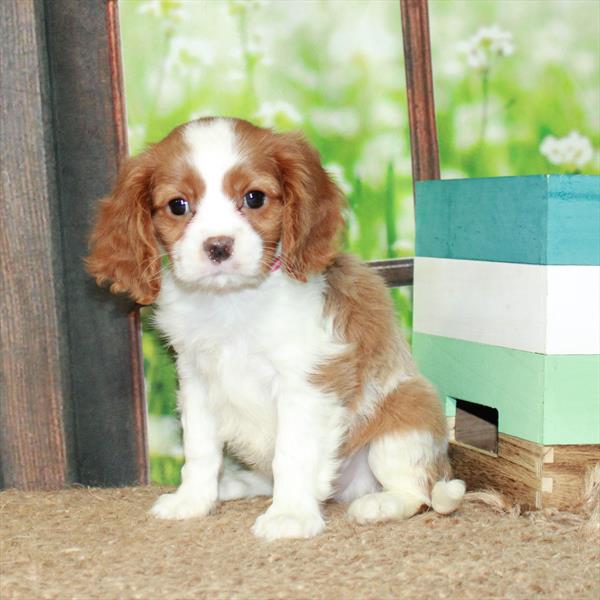 Cavalier King Charles Spaniel-DOG-Male-Blenheim / White-6393-Petland Fort Walton Beach, FL