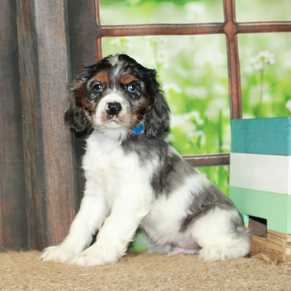 Cocker Spaniel DOG Male Blue Roan / Tan 6399 Petland Fort Walton Beach, FL