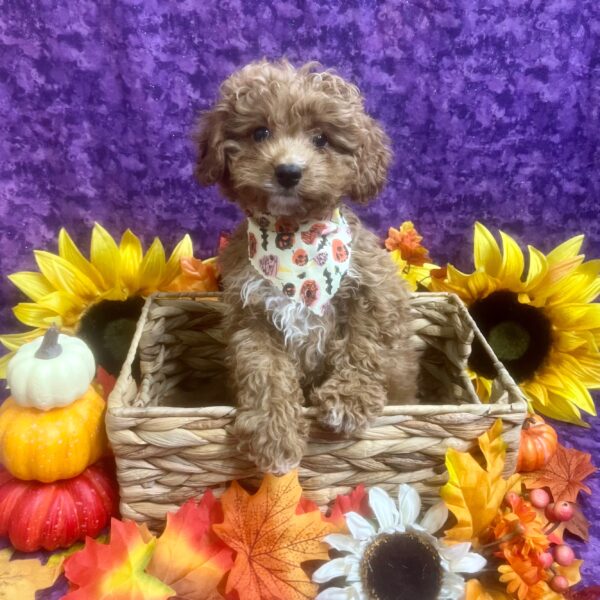 Cavapoo-DOG-Male-Red-6391-Petland Fort Walton Beach, FL