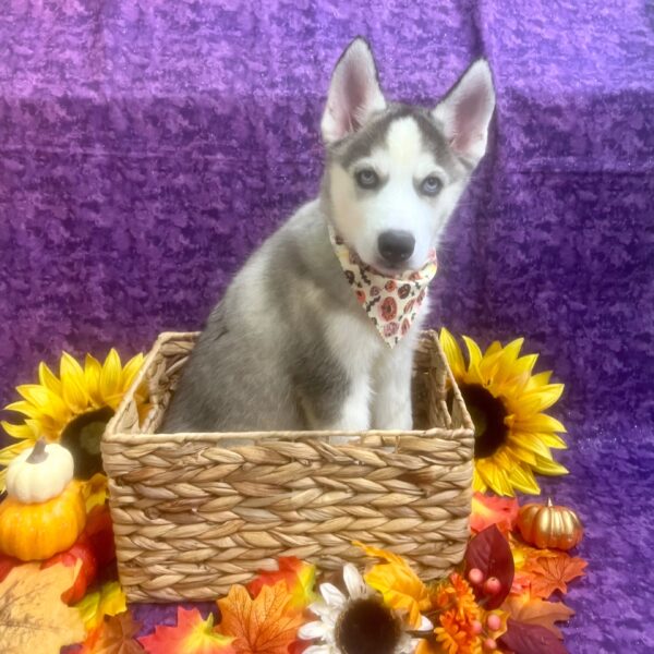 Siberian Husky-DOG-Male-Black / White-6388-Petland Fort Walton Beach, FL