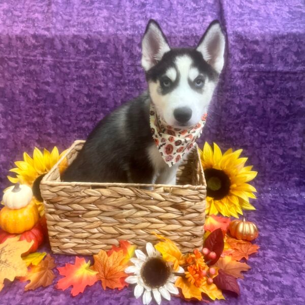 Siberian Husky-DOG-Female-Black / White-6389-Petland Fort Walton Beach, FL