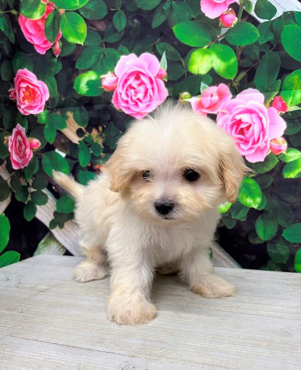 Maltipoo-DOG-Male-Cream-6416-Petland Fort Walton Beach, FL