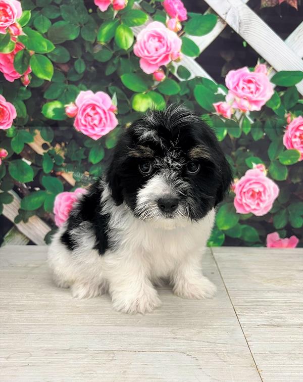 Havanese-DOG-Male-White / Black-6417-Petland Fort Walton Beach, FL