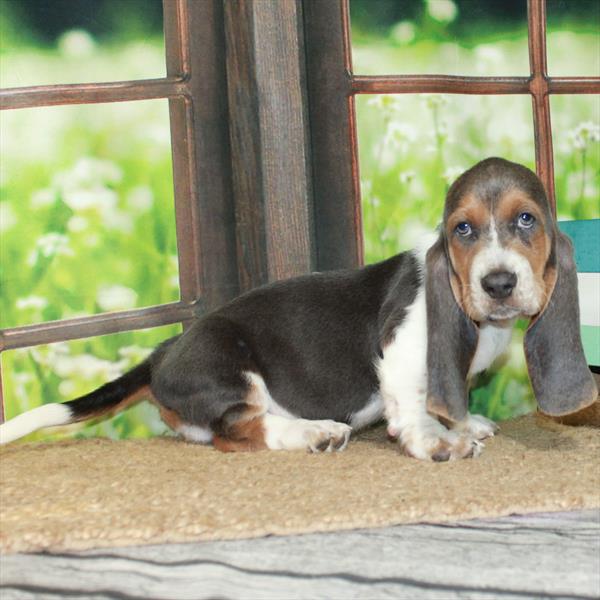 Basset Hound-DOG-Male-Blue White / Tan-6419-Petland Fort Walton Beach, FL