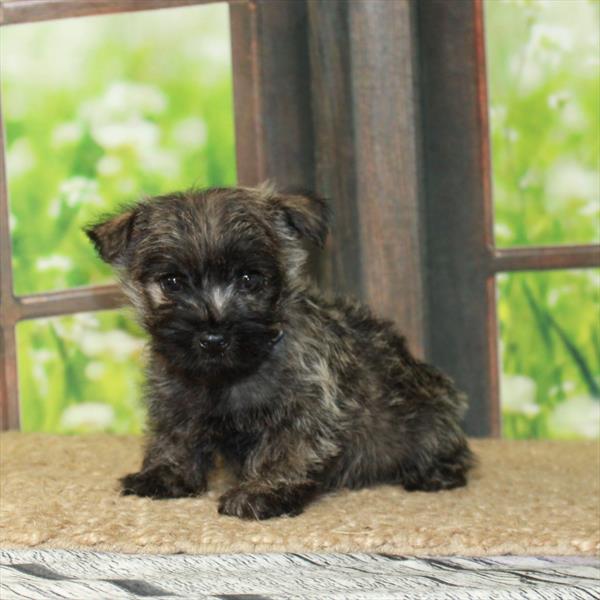 Cairn Terrier-DOG-Female-Wheaten-6420-Petland Fort Walton Beach, FL