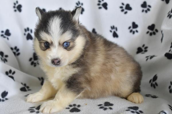 Pomsky-DOG-Female-Gray / White-6421-Petland Fort Walton Beach, FL