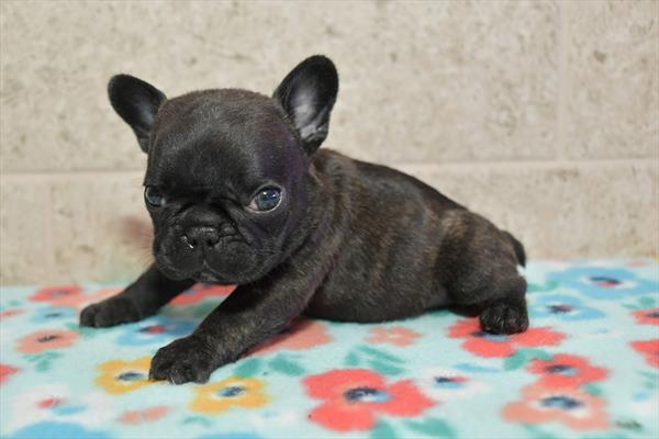 French Bulldog-DOG-Female-Brindle-6423-Petland Fort Walton Beach, FL