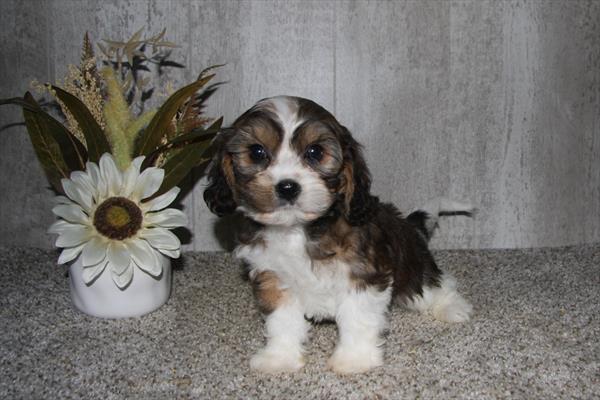 Cavachon-DOG-Male-Sable / White-6426-Petland Fort Walton Beach, FL