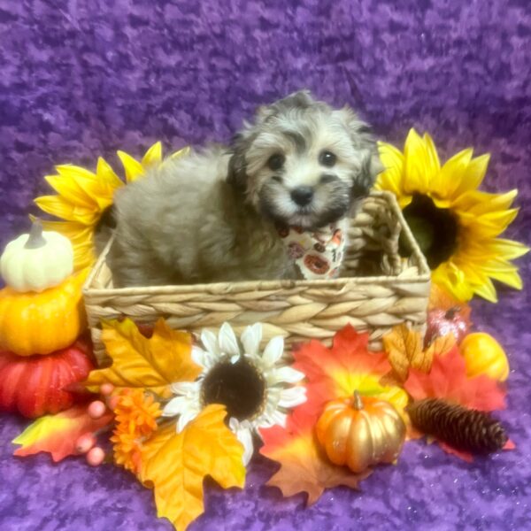 Havanese-DOG-Male-Gold-6453-Petland Fort Walton Beach, FL