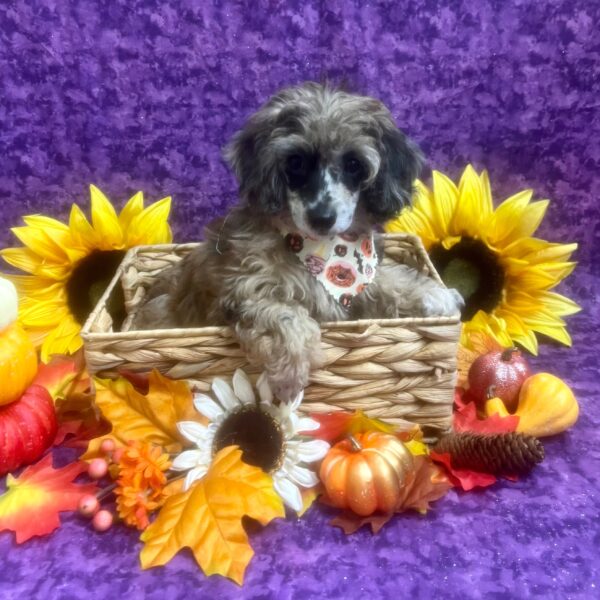 Poodle-DOG-Female-Red Merle-6452-Petland Fort Walton Beach, FL