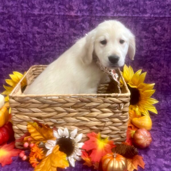 Golden Retriever-DOG-Male-Cream-6446-Petland Fort Walton Beach, FL