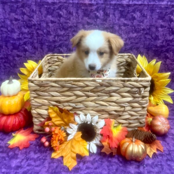 Australian Shepherd-DOG-Male-Dilute Red Tri-6444-Petland Fort Walton Beach, FL