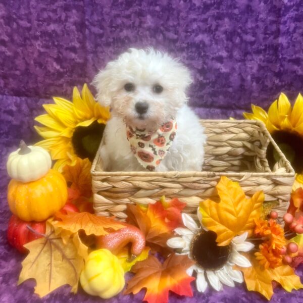 Bichon Frise DOG Female White 6518 Petland Fort Walton Beach, FL