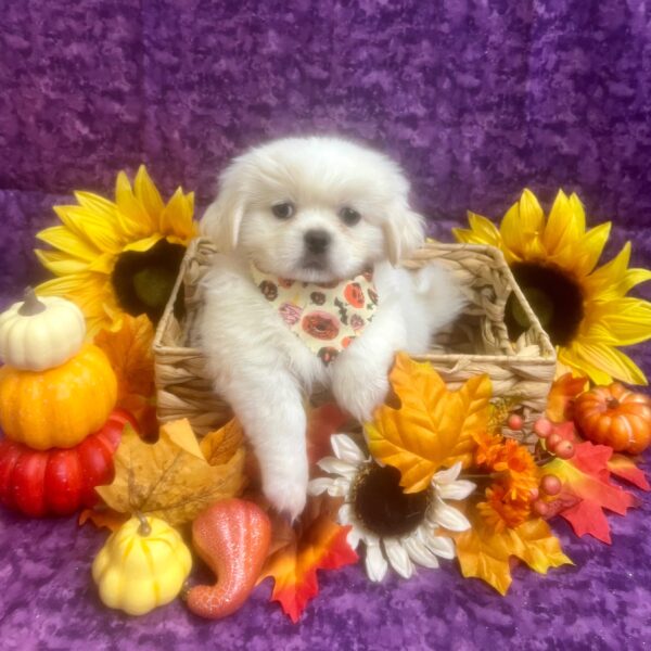 Pekingese-DOG-Male-Cream / White-6472-Petland Fort Walton Beach, FL