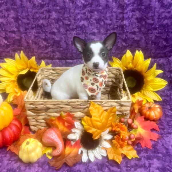 Chihuahua-DOG-Female-White / Black-6471-Petland Fort Walton Beach, FL