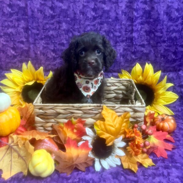 Cockapoo-DOG-Male-Chocolate-6469-Petland Fort Walton Beach, FL