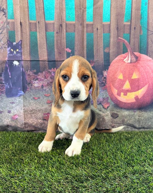 Beagle DOG Male Black Tan / White 6548 Petland Fort Walton Beach, FL