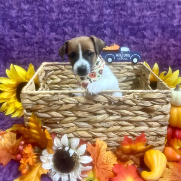 Jack Russell Terrier-DOG-Male-Brown / White-6427-Petland Fort Walton Beach, FL