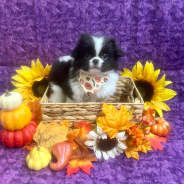 Japanese Chin-DOG-Male-Black & White-6519-Petland Fort Walton Beach, FL