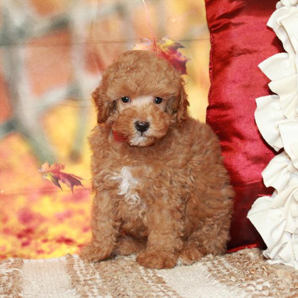 Poodle DOG Male Red 6544 Petland Fort Walton Beach, FL