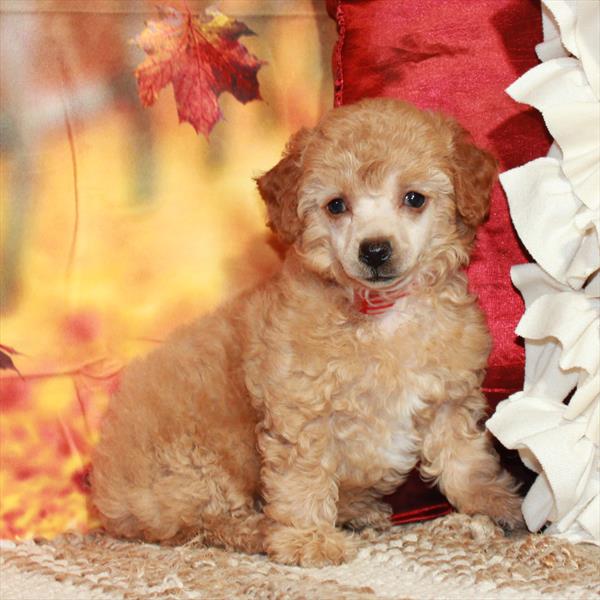 Poodle DOG Female Apricot 6545 Petland Fort Walton Beach, FL