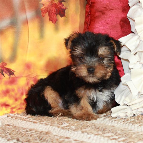 Yorkshire Terrier-DOG-Male-Black / Tan-6547-Petland Fort Walton Beach, FL