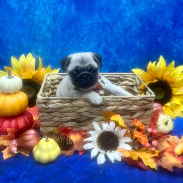 Pug-DOG-Female-Fawn-6551-Petland Fort Walton Beach, FL