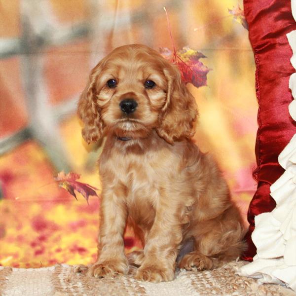 Cocker Spaniel DOG Male Red 6554 Petland Fort Walton Beach, FL