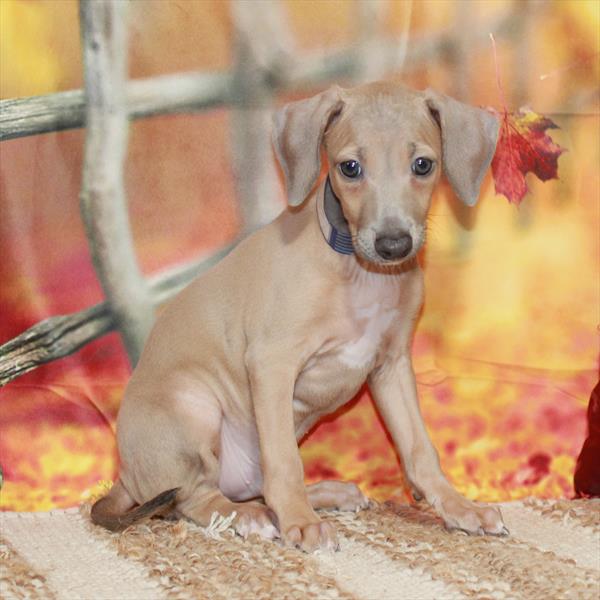 Italian Greyhound DOG Male Blue Fawn 6555 Petland Fort Walton Beach, FL