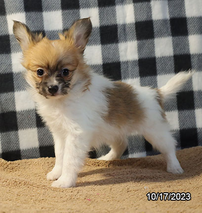 Papillon-DOG-Male-Brown / White-6559-Petland Fort Walton Beach, FL