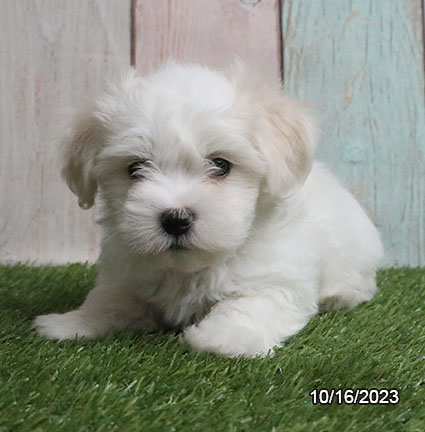 Coton De Tulear DOG Male White 6560 Petland Fort Walton Beach, FL