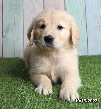 Golden Retriever-DOG-Male-Cream-6561-Petland Fort Walton Beach, FL