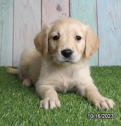 Golden Retriever-DOG-Female-Cream-6562-Petland Fort Walton Beach, FL