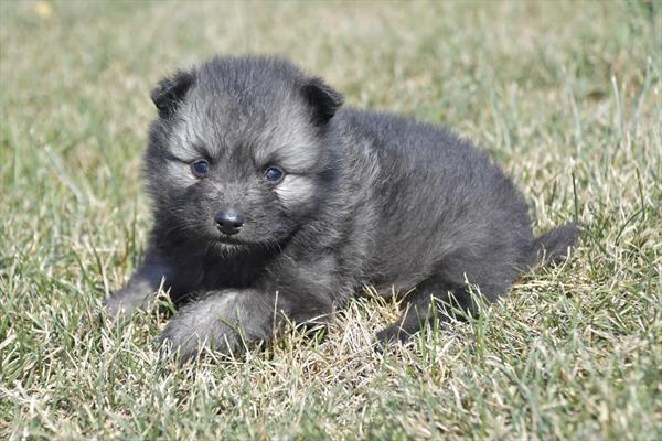 Keeshond-DOG-Female-Black / Silver-6581-Petland Fort Walton Beach, FL