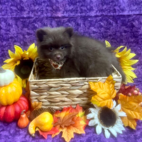 Pomeranian-DOG-Male-Chocolate Merle-6579-Petland Fort Walton Beach, FL