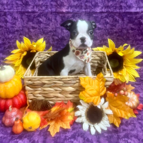 Boston Terrier DOG Female Black / White 6573 Petland Fort Walton Beach, FL