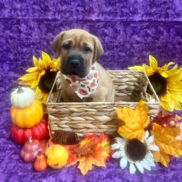 Mini Hippo-DOG-Male-Red Sable-6558-Petland Fort Walton Beach, FL