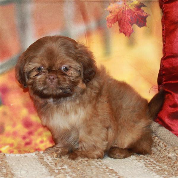 Shih Tzu-DOG-Male-Chocolate Gold-6593-Petland Fort Walton Beach, FL