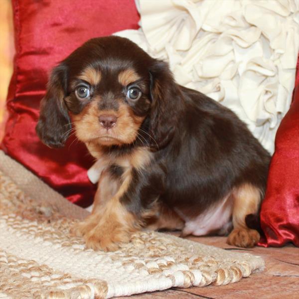 Cavalier King Charles Spaniel-DOG-Male-Chocolate / Tan-6594-Petland Fort Walton Beach, FL