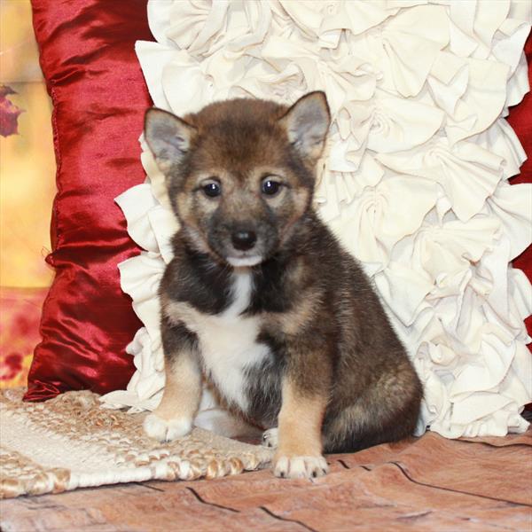 Shiba Inu-DOG-Female-Red Sesame-6595-Petland Fort Walton Beach, FL