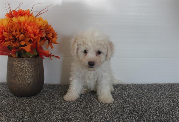 Bichon Frise DOG Male White 6617 Petland Fort Walton Beach, FL