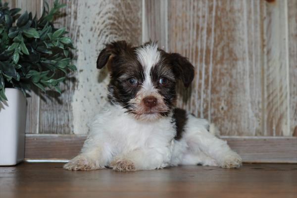 Havanese-DOG-Male-Chocolate / White-6618-Petland Fort Walton Beach, FL